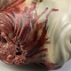 Illustration for article titled Who created this anatomically accurate model of a severed pirate head?